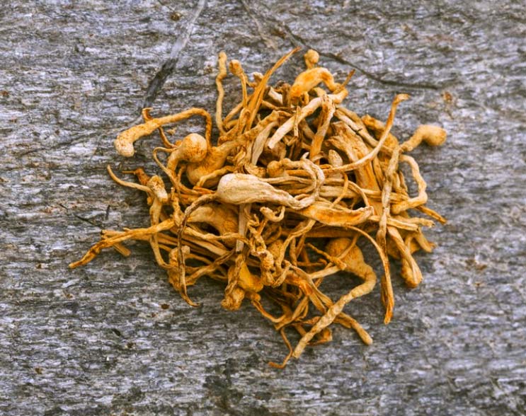 Cordyceps Mushroom Powder, photo 13