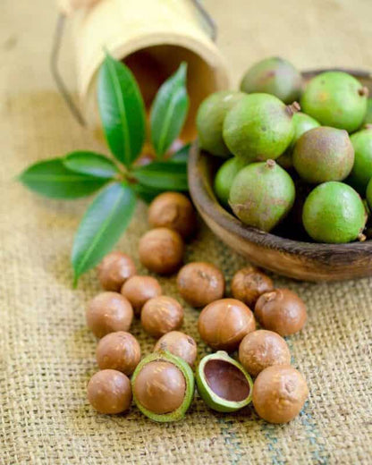 Chocolate Covered Macadamia Nuts, photo 4