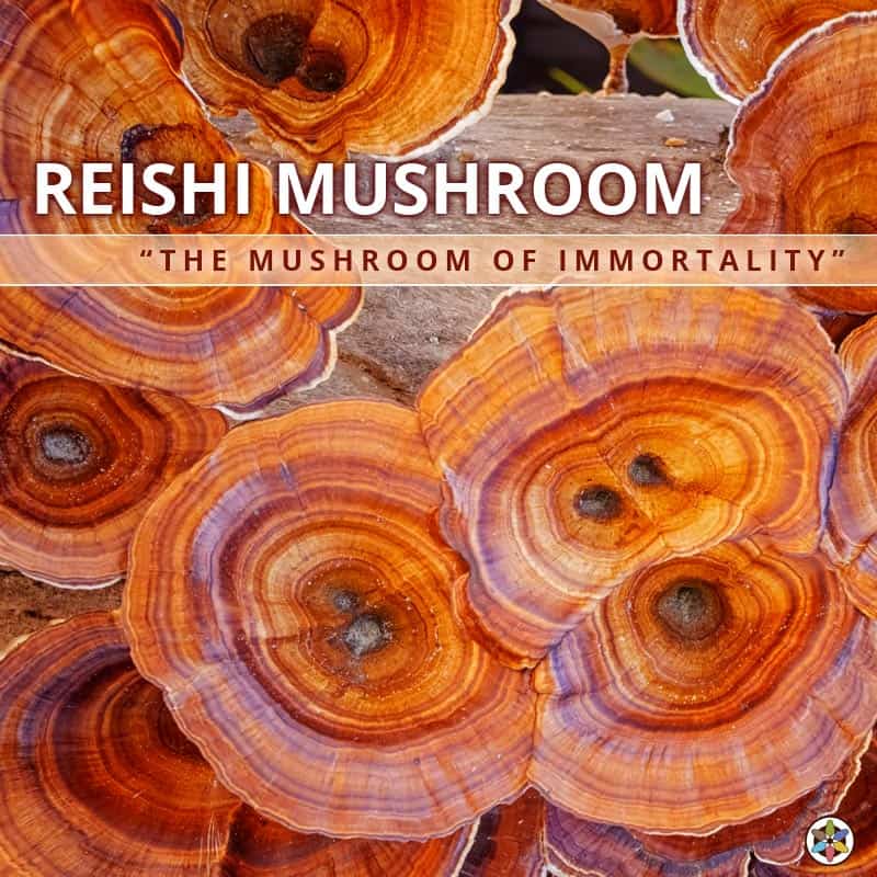 Reishi Mushroom Powder, photo 2