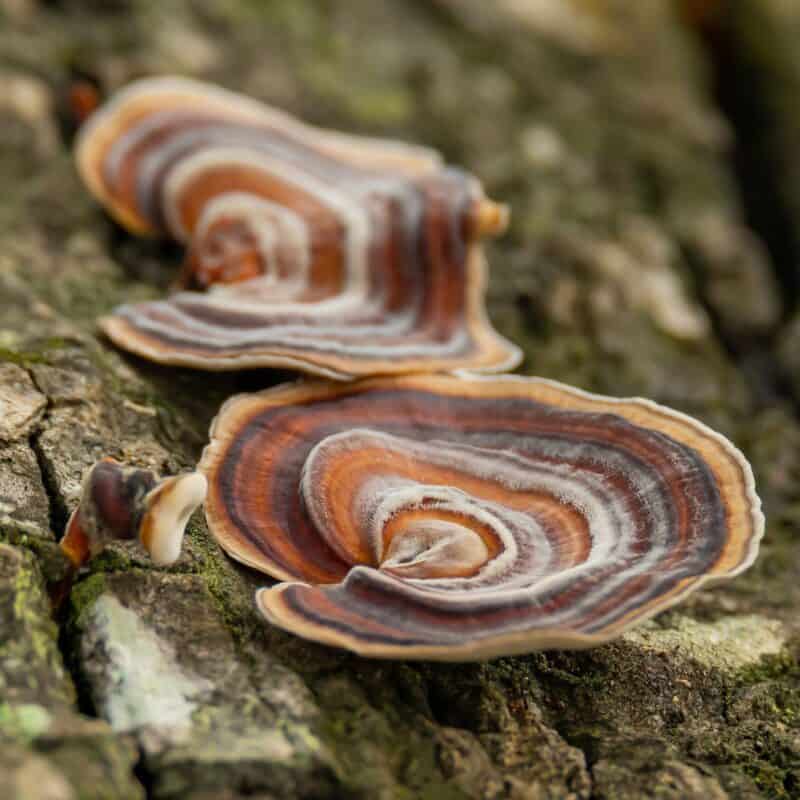 Turkey Tail Mushroom Powder, photo 6