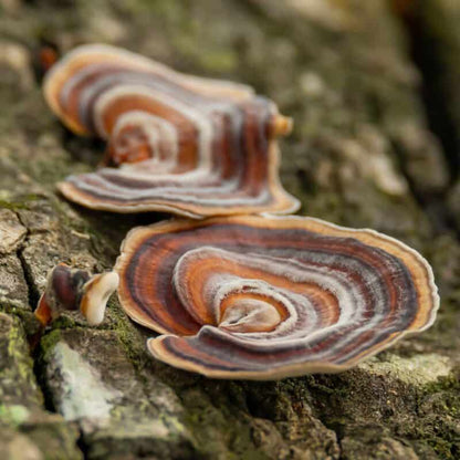 Turkey Tail Mushroom Powder, photo 6
